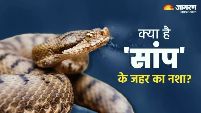क्या है सांप के जहर का नशा?