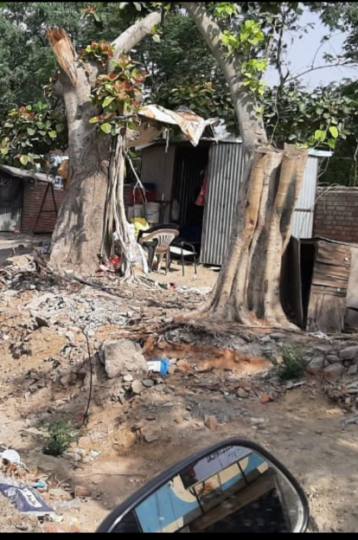 the issue of decadesold green trees cut down in sangrur came before the chief secretary