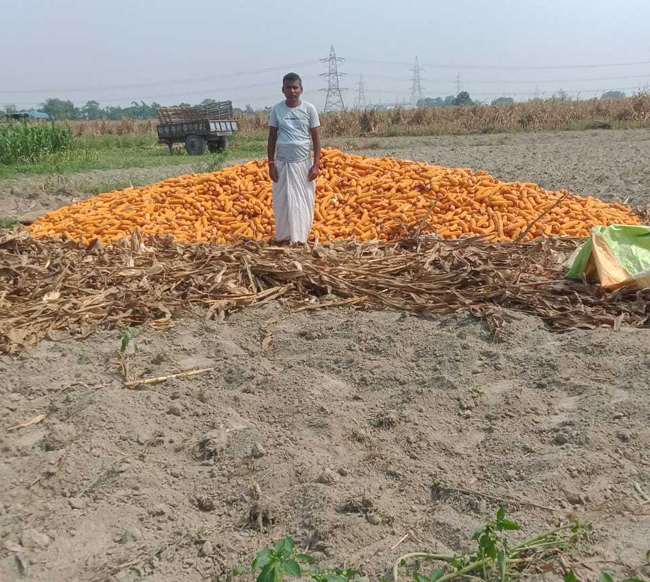 https://www.jagranimages.com/images/newimg/19042022/19_04_2022-maize_cultivation_22640839.jpg