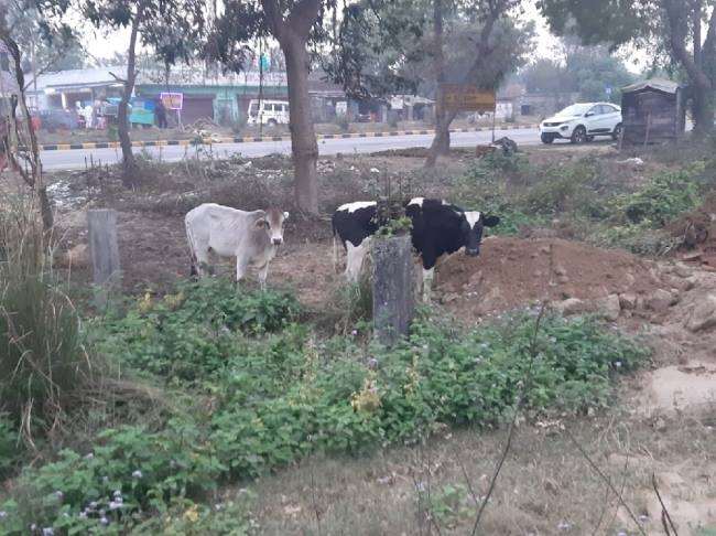 with mnregas money there will be arrangements for fodder for destitute animals