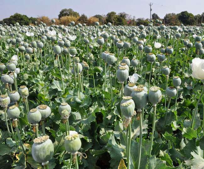 taliban member suhail shaheen meets french envoy discusses to stop opium cultivation