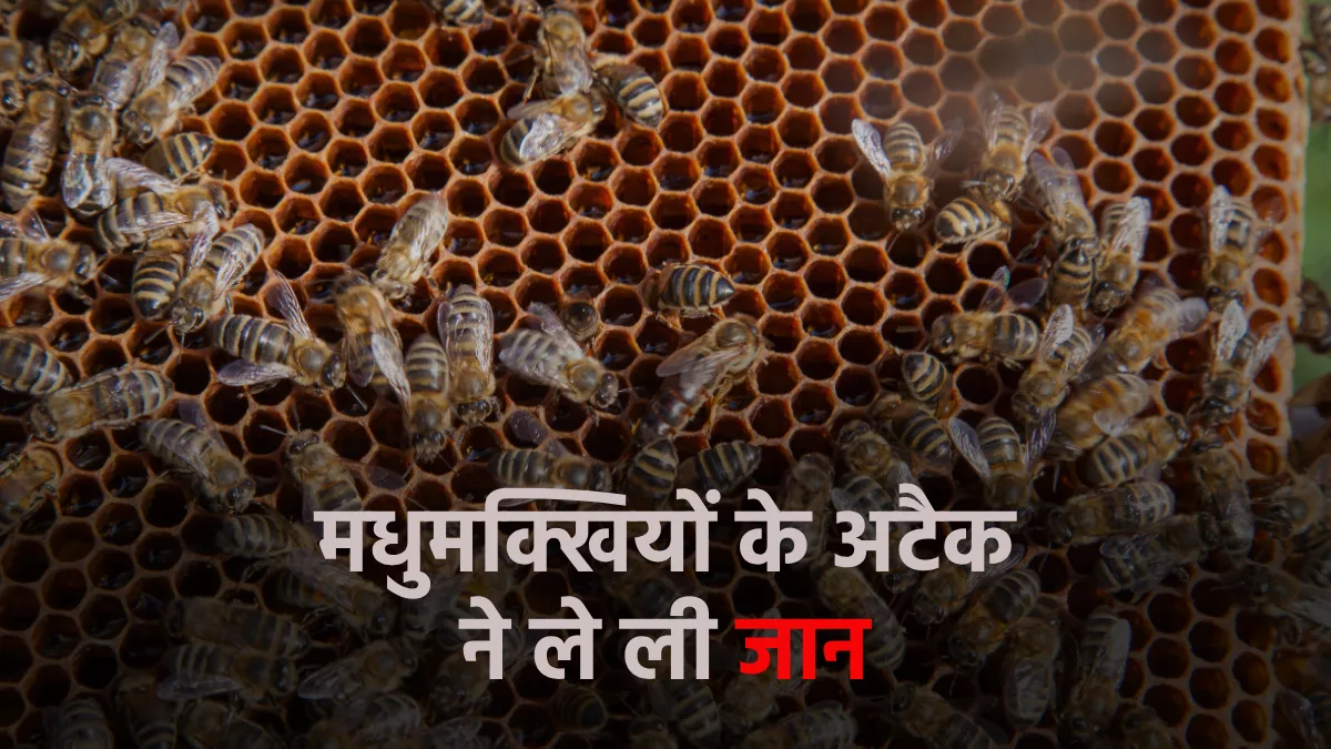 Himachal News: ऊना में मधुमक्खियों के हमले से व्यक्ति की मौत, चिल्लाता रहा शख्स पर नहीं मिली मदद