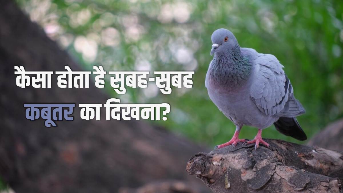 Shakun Shastra क्या आपको भी सुबहसुबह दिखता है कबूतर? जीवन में आ सकते