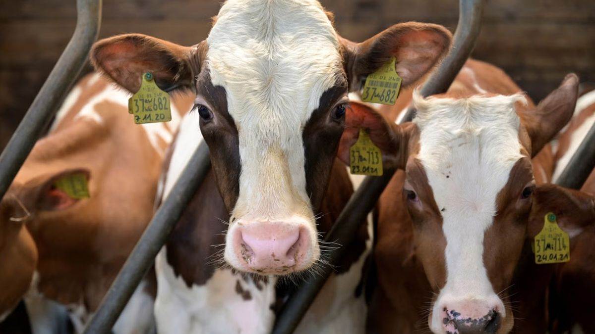 https://www.jagranimages.com/images/newimg/19042025/19_04_2025-cow_2_23921946.jpg