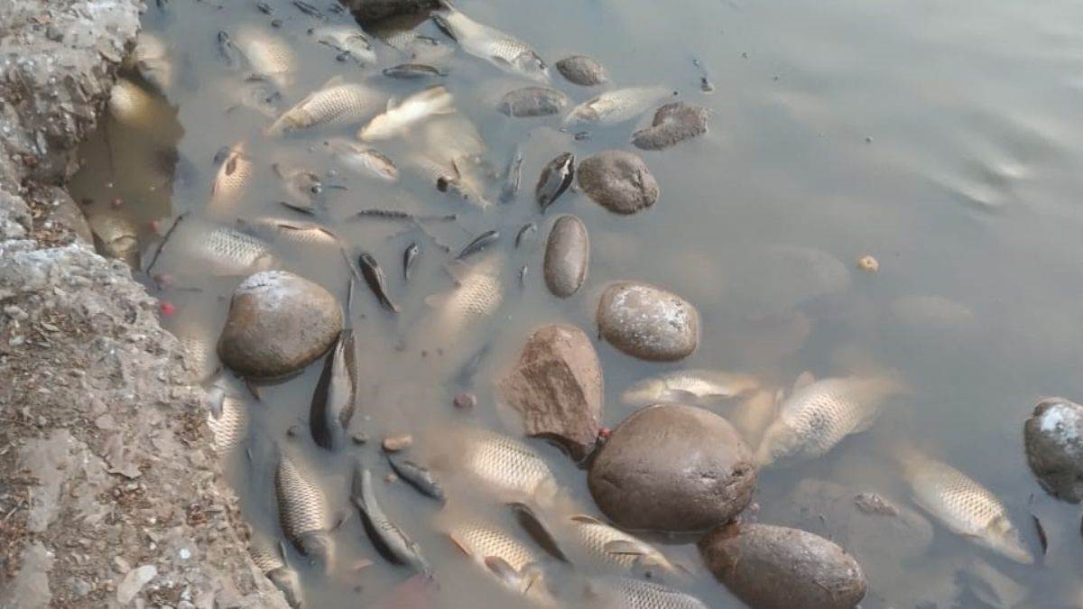 one thousand fish died in gudha pond of akhnoor shifted to another place