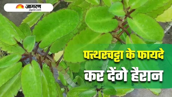 कई बीमारियों की काट है 'पत्थरचट्टा का पौधा', 5 फायदे जान लिए; तो आप भी ...