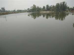 पानी से लबालब हो गया है बुढ़नपुर गांव का तालाब