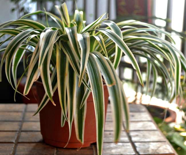 Spider Indoor Plant Benefits: प्राकृतिक एयर प्यूरीफायर है स्पाइडर प्लांट - Spider Indoor plant is a natural air purifier jagran special