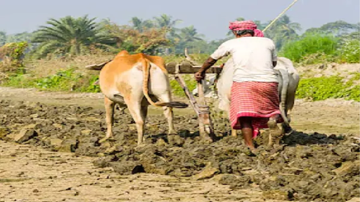 बिहार: 90 फीसद अनुदान पर मिलेगा अरहर और धान का बीज, इस तरह किसान उठा सकते हैं लाभ