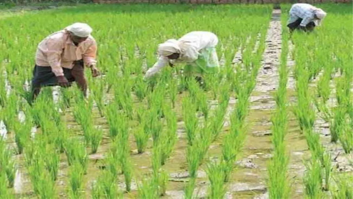 हरियाणा के किसानों के लिए खुशखबरी, धान की सीधी बिजाई करने पर मिलेंगे प्रति एकड़ चार हजार रुपये