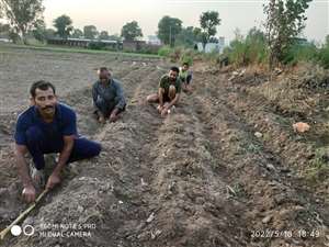 Jammu : मढ़ में परवान चढ़ रही गन्ने की पारंपरिक खेती, कोविड के दौर में शिथिल पड़ गई थी खेती
