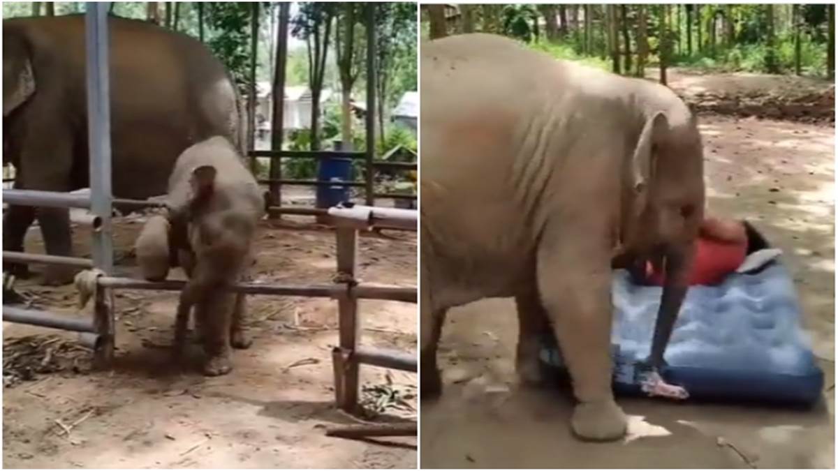 Viral Video: बिस्तर के लिए जब भिड़ गए गार्ड और हाथी का बच्चा, देखें यह मज़ेदार वीडियो