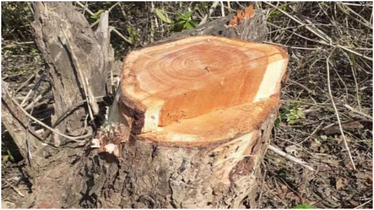 Himachal News: सरकारी वन भूमि पर होगी खैर के पेड़ों की कटाई, सुप्रीम कोर्ट ने हिमाचल सरकार को दी अनुमति