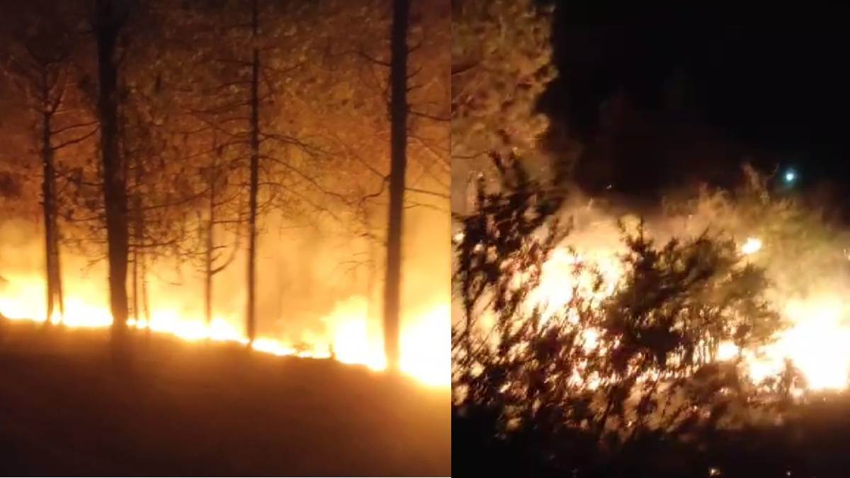 a terrible fire broke out in the forest due to spark from lightning causing huge damage to the forest wealth