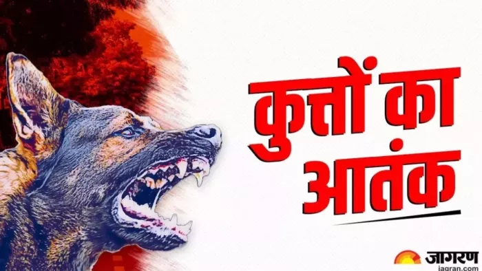 राजधानी में बढ़ रहे आवारा कुत्तों के काटने के मामले। प्रतीकात्मक तस्वीर- जागरण ग्राफिक्स