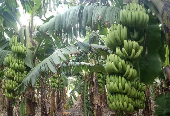 uttar pradesh 2nd tissue culture lab to be set up in bahraich