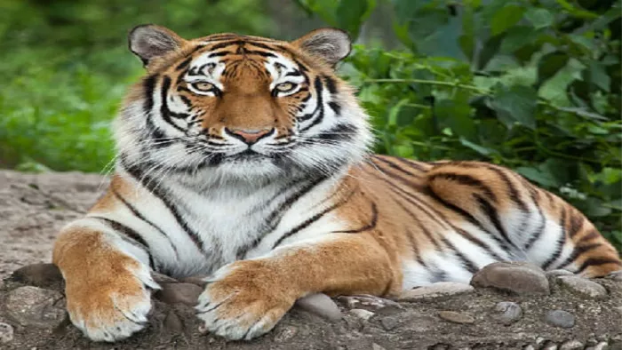 Corbatt National park : सर्पदुली रेंज में हमलावर हुए बाघ ट्रेंकुलाइज कर दूसरी रेंज में शिफ्ट किया जाएगा