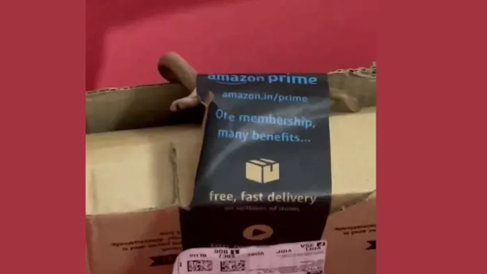 Amazon का पैकेट खोलते ही उड़ गए पति-पत्नी के होश, बॉक्स से निकला कोबरा ...