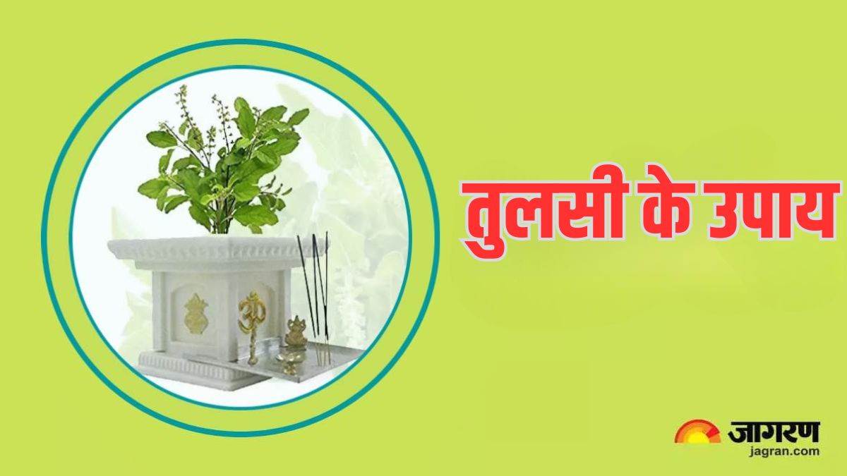 tulsi ke upay in hindi tulsi remedies for job business