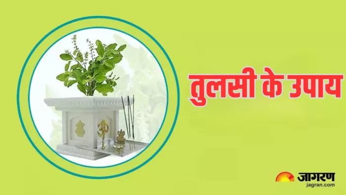 Tulsi Ke Upay: नौकरी और बिजनेस में सफलता पाने के लिए करें तुलसी के ये उपाय