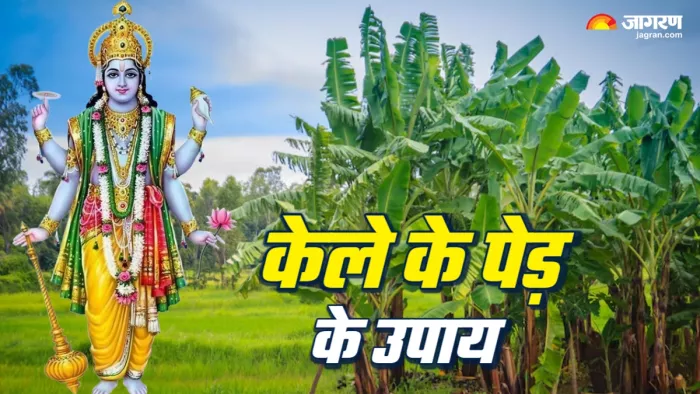 Kele ke Ped ke Upay (background Picture Credit: Freepik)