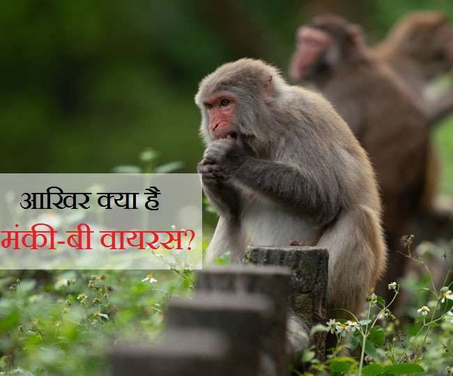 China Reports First Human Death From Monkey B Virus All ...