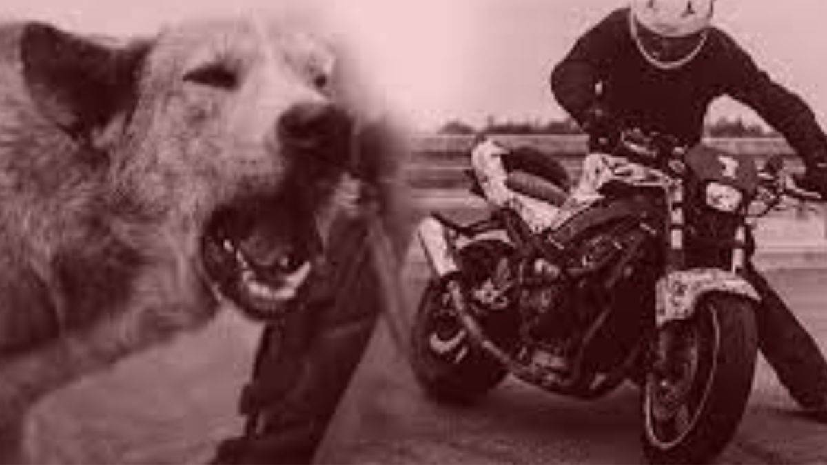 https://www.jagranimages.com/images/newimg/19072023/19_07_2023-_dog_running_after_bike_in_the_dark_of_night_23475865.jpg