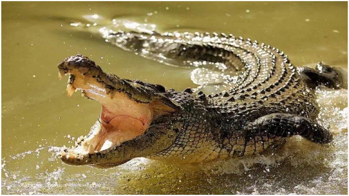 https://www.jagranimages.com/images/newimg/19072023/19_07_2023-crocodile_23476458.jpg