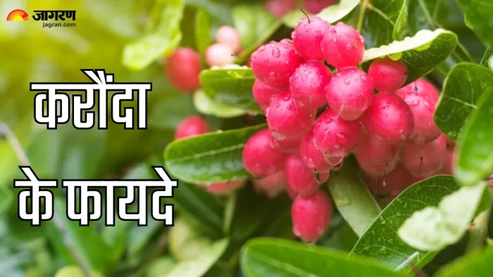 करौंदे खाने के गजब के फायदे (Picture Credit- Freepik)
