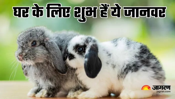 pet animal for Home बेहद शुभ माने गए हैं ये 3 जीव।