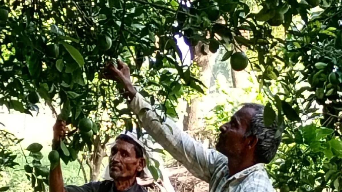 https://www.jagranimages.com/images/newimg/19072025/19_07_2025-agriculture_news_23989013.jpg