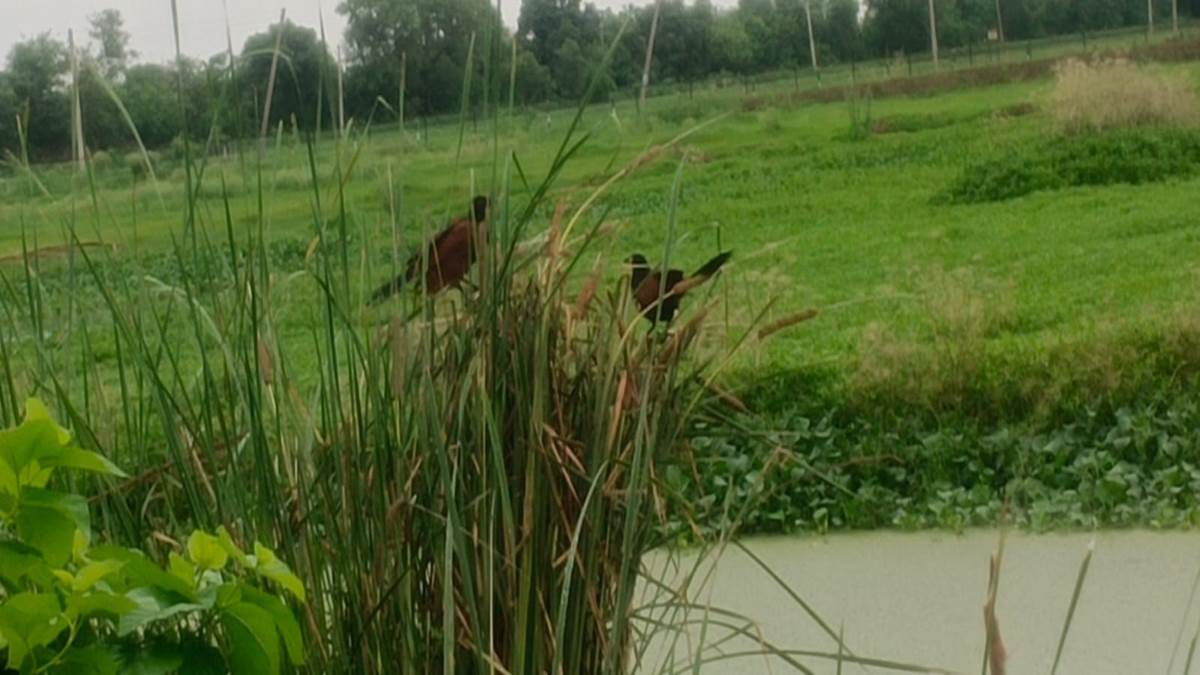 gharaaa wetland on the india pakistan border got a boost due to peace