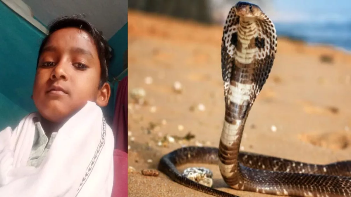 Mahoba News: सर्पदंश बन रहा काल, महोबा में सोते समय दो भाइयों को डसा, एक की मौत