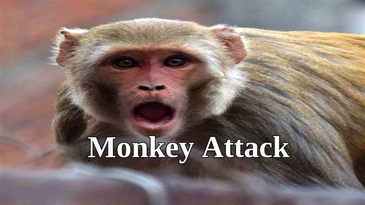Shahjahanpur Monkey Attack : शाहजहांपुर में बंदराें के झुंड ने किया हमला, भागी महिला, टूटा पैर
