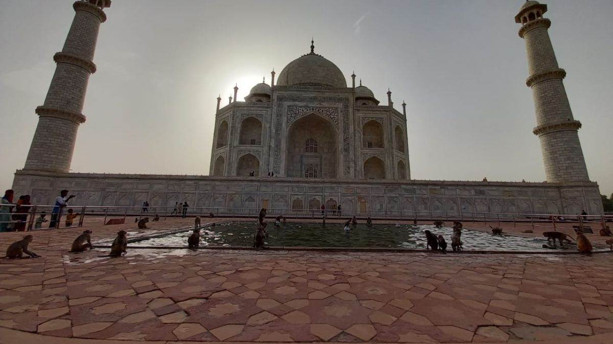the matter of terror of monkeys in agra reached the court the high court expressed displeasure over not taking steps