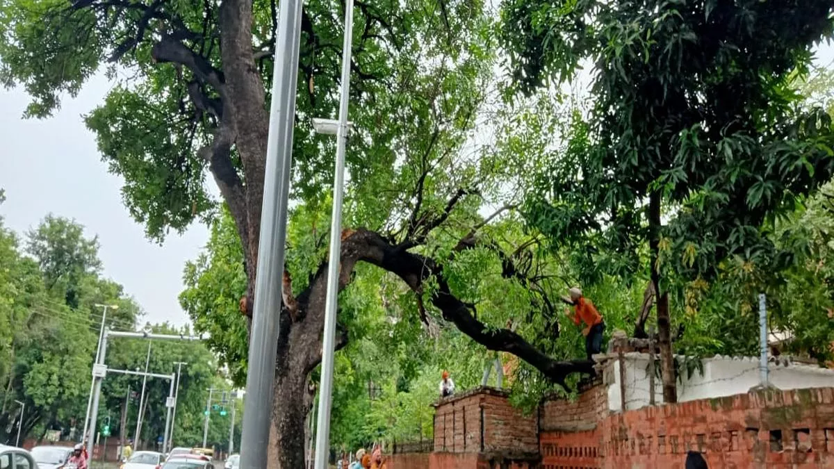 चंडीगढ़ में इंफेक्शन वाले पेड़ों का ट्रीटमेंट करेगी ट्री एंबुलेंस, पेड़ अंदर से कितना खोखला, अल्ट्रासोनिक स्टडी से लगेगा पता