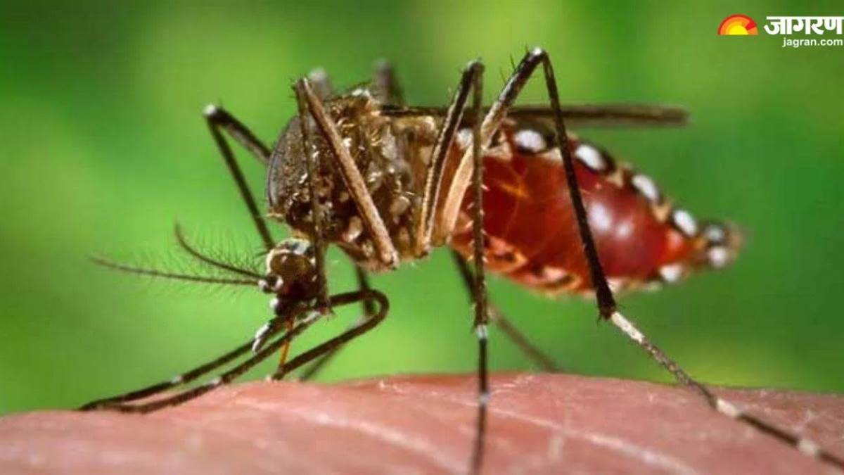 https://www.jagranimages.com/images/newimg/19082023/19_08_2023-dengue_23505960_17036605.jpg
