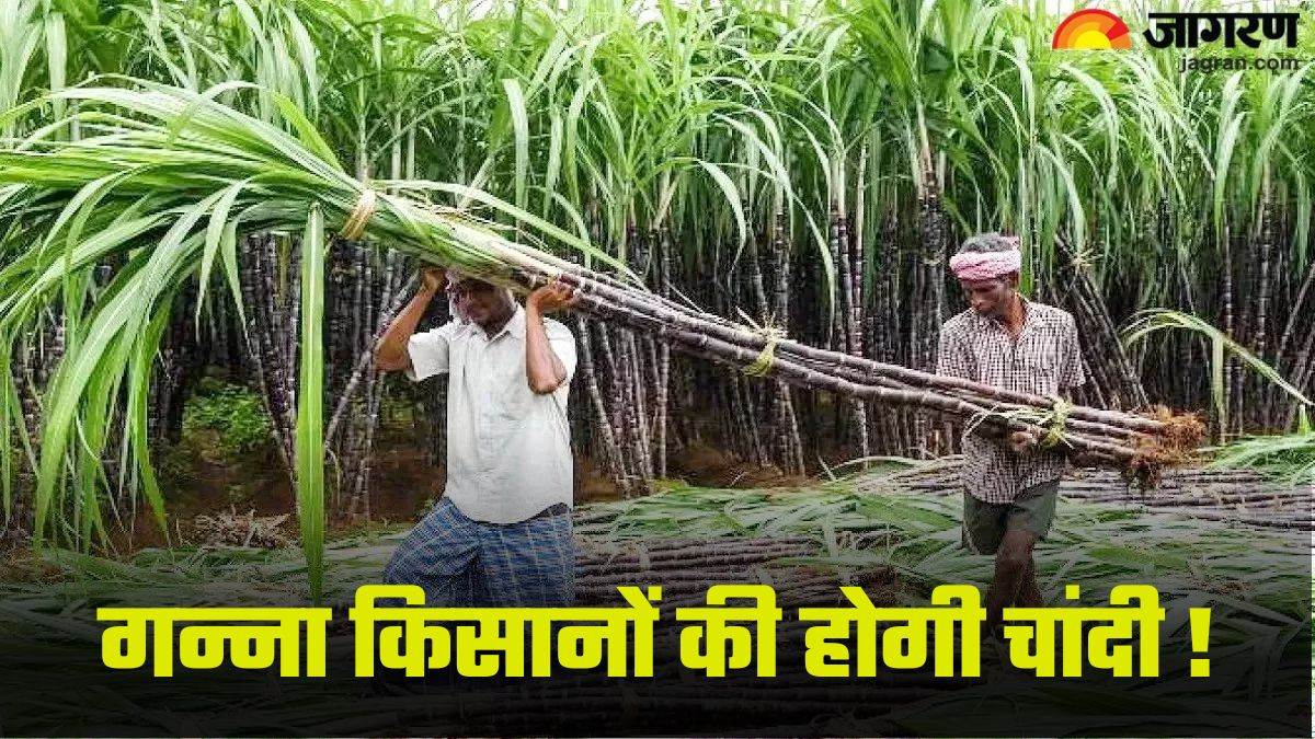 https://www.jagranimages.com/images/newimg/19082024/19_08_2024-sugarcane_23781032.jpg