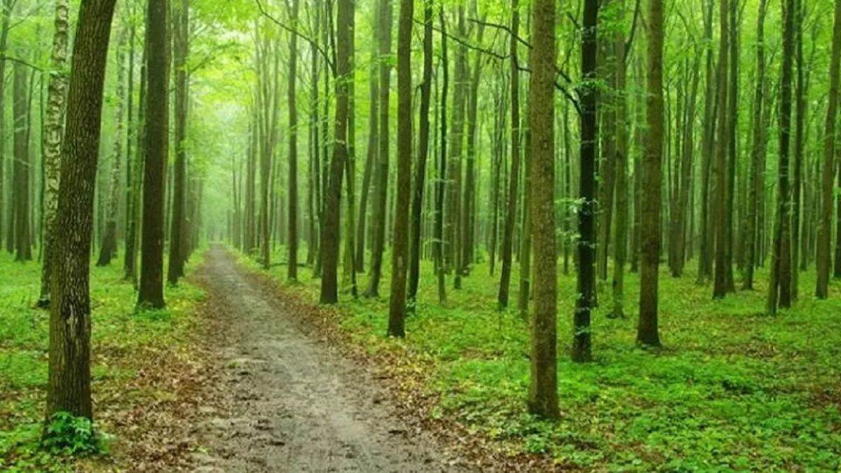 https://www.jagranimages.com/images/newimg/19082025/19_08_2025-forest_area_rules_24018513.jpg