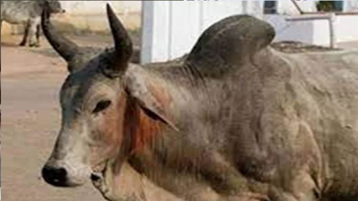 ncr rewari news stray cattle menace in dharuhera and vehicles damaged