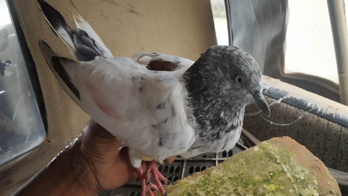 https://www.jagranimages.com/images/newimg/19082025/19_08_2025-pakistani_pigeon_24017658.jpg