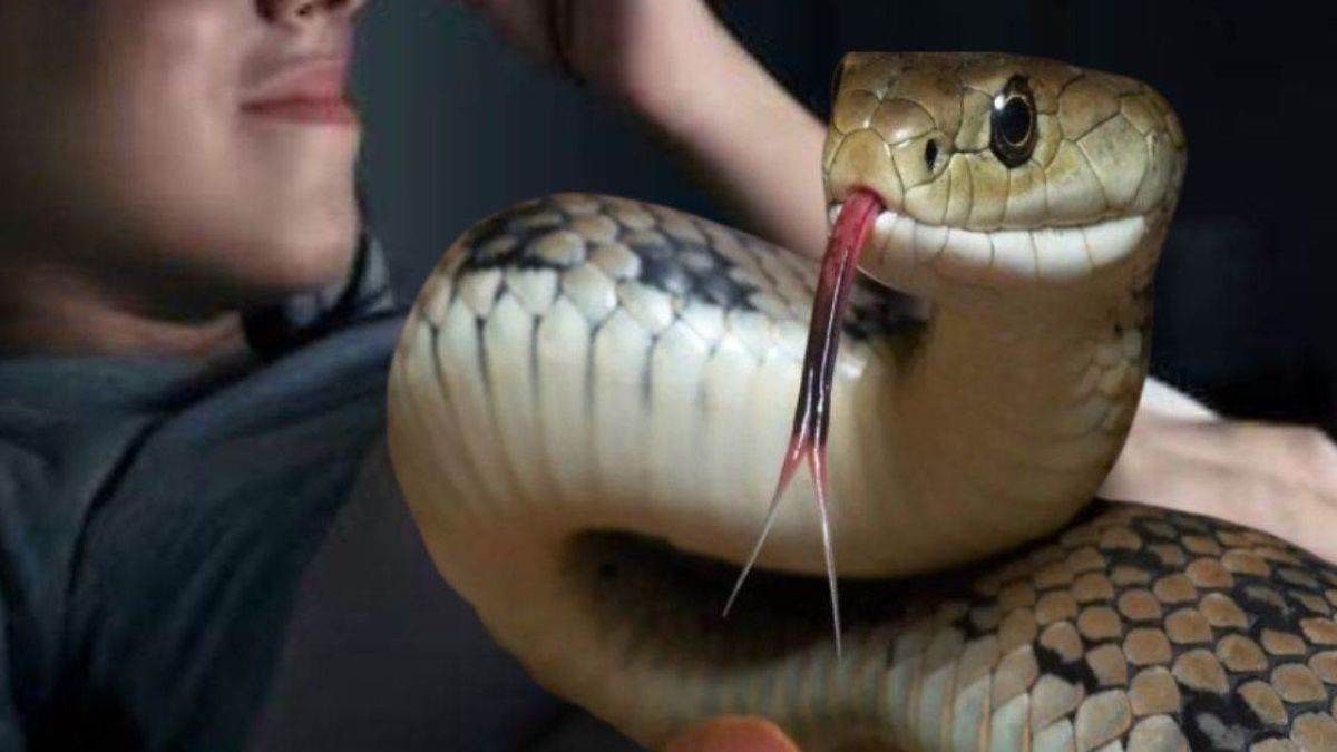 https://www.jagranimages.com/images/newimg/19082025/19_08_2025-snake_24017480_9913787.jpg