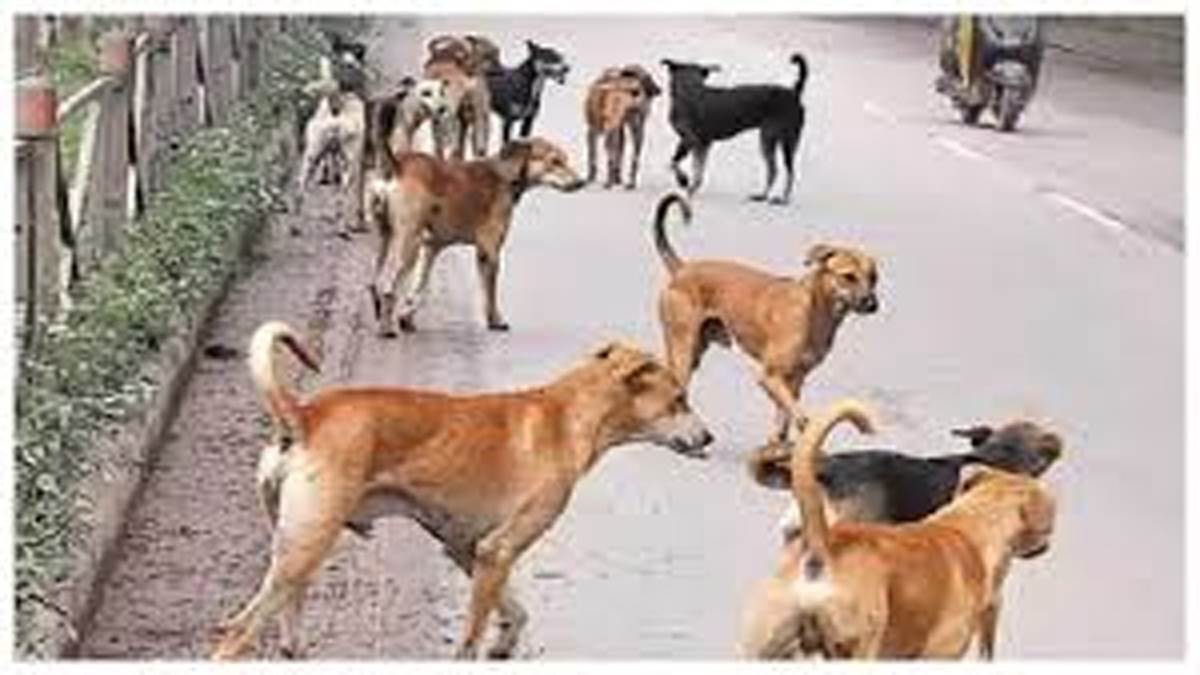 https://www.jagranimages.com/images/newimg/19082025/19_08_2025-staydogsinkashmir_24017723.jpg