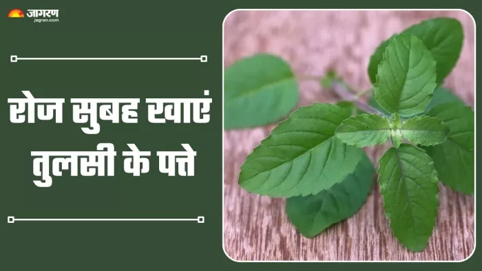 खाली पेट तुलसी की पत्तियां चबाने के फायदे (Picture Credit- Freepik)