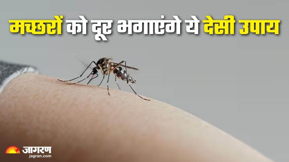 https://www.jagranimages.com/images/newimg/19082025/19_08_2025-world_mosquito_day_24018135.jpg