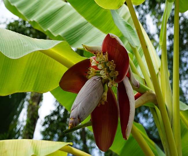 Study Reveal That Banana Blossom Is Beneficial For Diabetic Patients