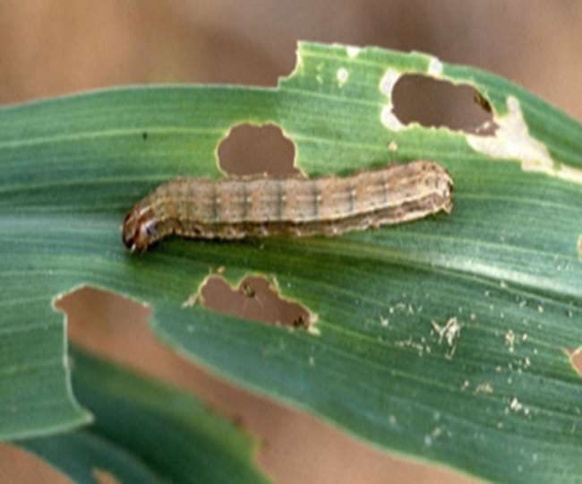Fall Army Worm: किसान परेशान, आफत नहीं छोड़ रही पीछा, अब बाजरा पर लगा ग्रहण