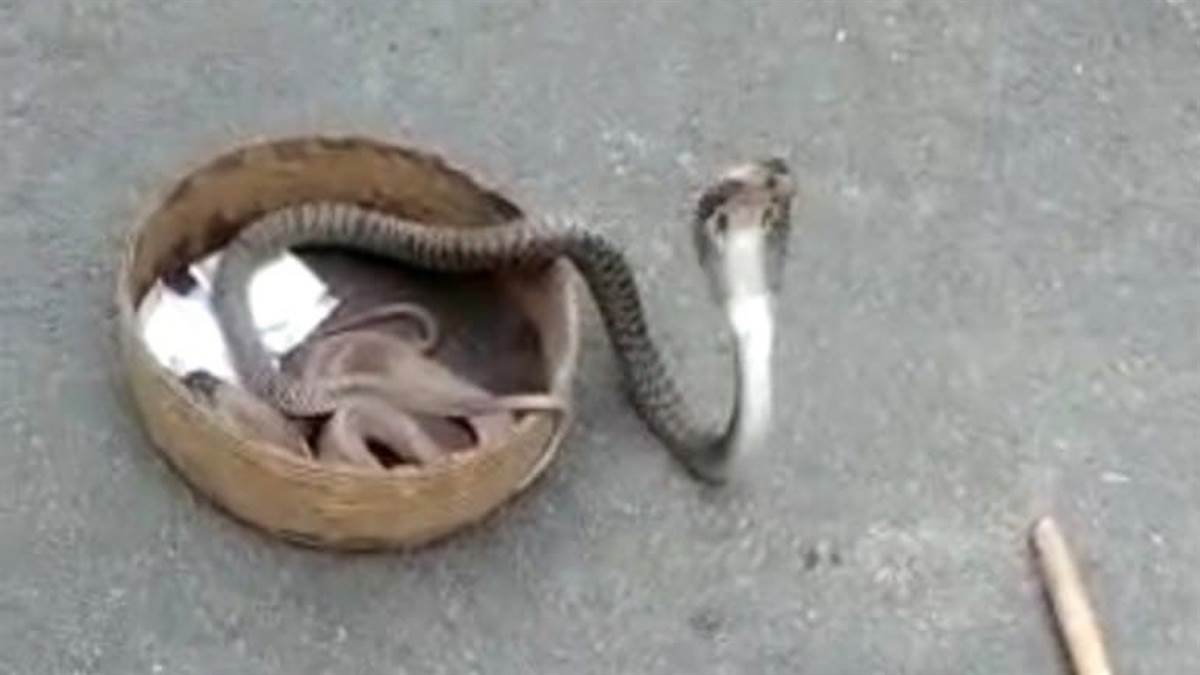 seeing amazing love of nag nagin inspector said what should we do now snake charmer said it is very poisonous