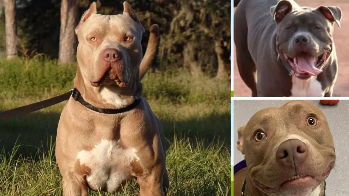 पिट बुल (Pit Bull) दुनिया का सबसे ज्यादा प्रतिबंधित डागी है।
