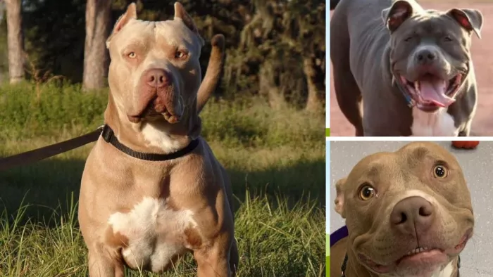 पिट बुल (Pit Bull) दुनिया का सबसे ज्यादा प्रतिबंधित डागी है।